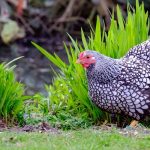 Perfect Lawns and Chickens – Can I Have Both