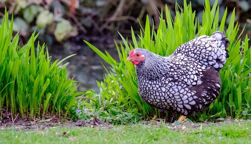 Perfect Lawns and Chickens – Can I Have Both